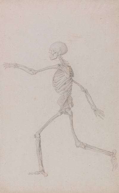 A Comparative Anatomical Exposition of the Structure of the Human Body with that of a Tiger and a Cow by George Stubbs